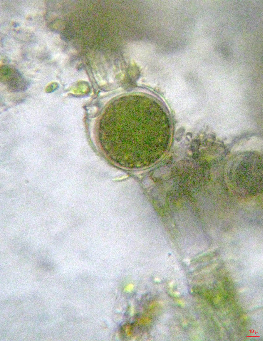 Oedogonium: forse vaucheri?